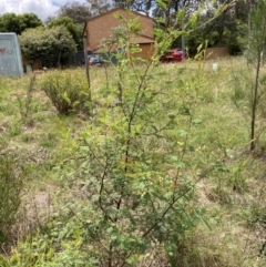 Acacia parramattensis at Emu Creek Belconnen (ECB) - 1 Jan 2024