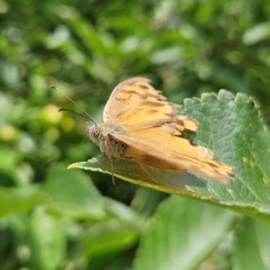 Heteronympha merope at QPRC LGA - 1 Jan 2024