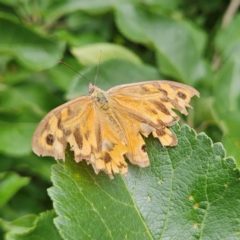 Heteronympha merope at QPRC LGA - 1 Jan 2024 02:30 PM