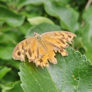 Heteronympha merope at QPRC LGA - 1 Jan 2024