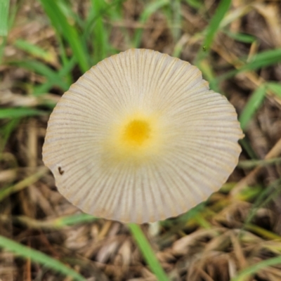 Bolbitius titubans (Yellow Fieldcap Mushroom) at QPRC LGA - 1 Jan 2024 by MatthewFrawley