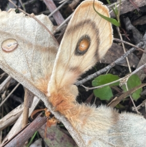 Opodiphthera helena at QPRC LGA - 1 Jan 2024