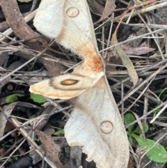 Opodiphthera helena at QPRC LGA - 1 Jan 2024 04:24 PM