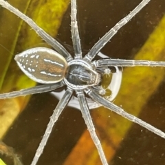 Dolomedes facetus (Crafty Fishing Spider) at Bendoura, NSW - 1 Jan 2024 by JaneR