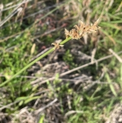 Carex tereticaulis (Poongort) at QPRC LGA - 1 Jan 2024 by JaneR