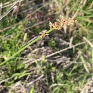 Carex tereticaulis at QPRC LGA - 1 Jan 2024