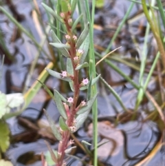 Lythrum hyssopifolia (Small Loosestrife) at QPRC LGA - 1 Jan 2024 by JaneR