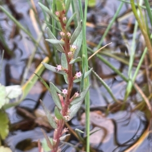Lythrum hyssopifolia at QPRC LGA - 1 Jan 2024