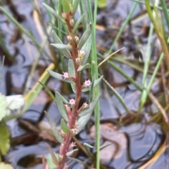 Lythrum hyssopifolia (Small Loosestrife) at QPRC LGA - 1 Jan 2024 by JaneR