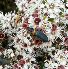 Chauliognathus lugubris at Namadgi National Park - 1 Jan 2024