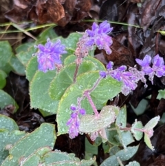 Veronica perfoliata (Digger's Speedwell) at Uriarra, NSW - 31 Dec 2023 by JimL