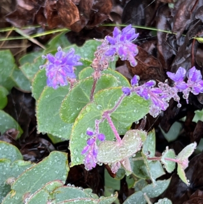 Veronica perfoliata (Digger's Speedwell) at Uriarra, NSW - 31 Dec 2023 by JimL