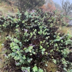 Veronica perfoliata at Brindabella National Park - 1 Jan 2024 06:58 AM