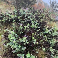 Veronica perfoliata at Brindabella National Park - 1 Jan 2024
