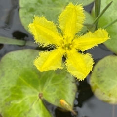 Nymphoides montana (Marshwort) at QPRC LGA - 1 Jan 2024 by JaneR