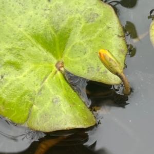 Nymphoides montana at QPRC LGA - 1 Jan 2024