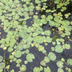 Nymphoides montana at QPRC LGA - 1 Jan 2024 12:30 PM