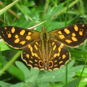 Oreixenica kershawi at Namadgi National Park - suppressed