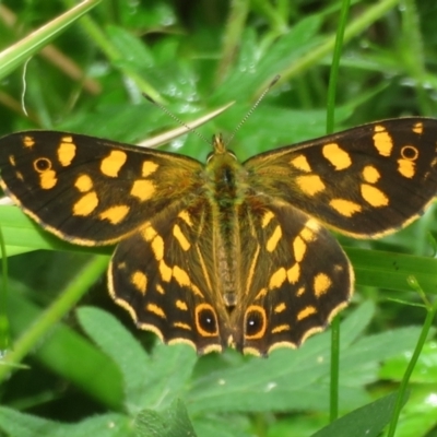 Oreixenica kershawi (Striped Xenica) at Cotter River, ACT - 1 Jan 2024 by Christine