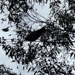 Callocephalon fimbriatum (Gang-gang Cockatoo) at Aranda Bushland - 1 Jan 2024 by lbradley