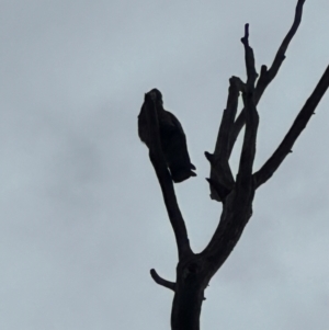 Callocephalon fimbriatum at Cook, ACT - 2 Jan 2024