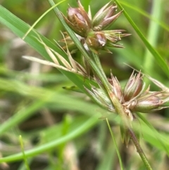 Juncus homalocaulis (A Rush) at QPRC LGA - 1 Jan 2024 by JaneR