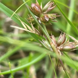 Juncus homalocaulis at QPRC LGA - 1 Jan 2024 03:34 PM