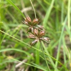 Juncus homalocaulis at QPRC LGA - 1 Jan 2024