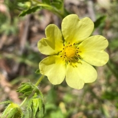 Potentilla recta (Sulphur Cinquefoil) at Yarrangobilly, NSW - 29 Dec 2023 by SteveBorkowskis