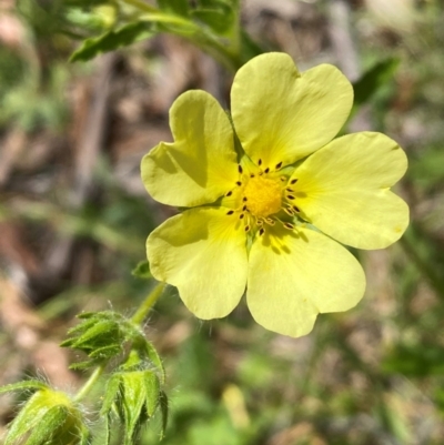 Potentilla recta (Sulphur Cinquefoil) at Yarrangobilly, NSW - 29 Dec 2023 by SteveBorkowskis