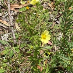 Potentilla recta at Kosciuszko National Park - 29 Dec 2023