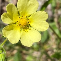 Potentilla recta at Kosciuszko National Park - 29 Dec 2023 02:08 PM