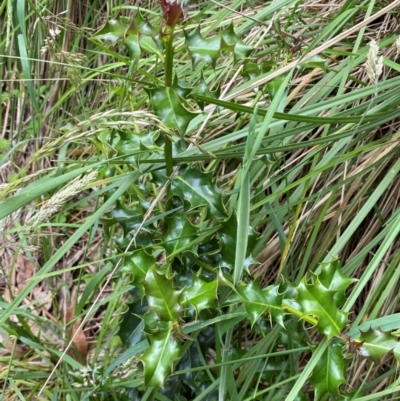 Ilex aquifolium (Holly) at Kosciuszko National Park - 29 Dec 2023 by SteveBorkowskis
