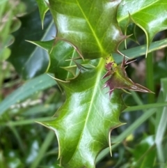 Ilex aquifolium at Kosciuszko National Park - 29 Dec 2023