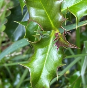 Ilex aquifolium at Kosciuszko National Park - 29 Dec 2023 02:02 PM