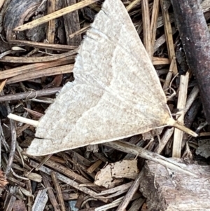 Epidesmia hypenaria at Kosciuszko National Park - 29 Dec 2023