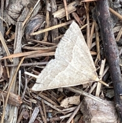 Epidesmia hypenaria at Kosciuszko National Park - 29 Dec 2023