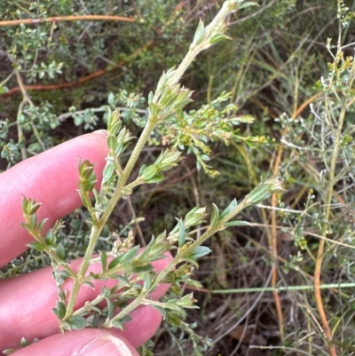 Mirbelia oxylobioides (Mountain Mirbelia) at Cook, ACT - 2 Jan 2024 by lbradley