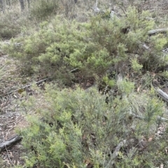 Mirbelia oxylobioides at Cook, ACT - 2 Jan 2024