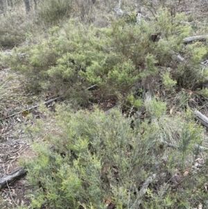 Mirbelia oxylobioides at Cook, ACT - 2 Jan 2024