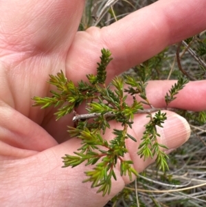 Dillwynia phylicoides at Cook, ACT - 2 Jan 2024