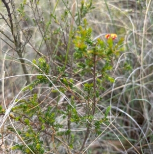 Dillwynia phylicoides at Cook, ACT - 2 Jan 2024