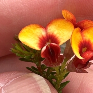 Dillwynia phylicoides at Cook, ACT - 2 Jan 2024