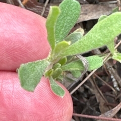 Hibbertia obtusifolia (Grey Guinea-flower) at Aranda Bushland - 1 Jan 2024 by lbradley