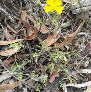 Hibbertia obtusifolia at Cook, ACT - 2 Jan 2024 10:32 AM