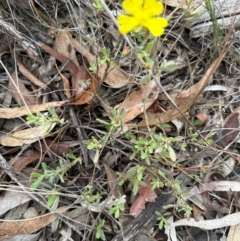 Hibbertia obtusifolia at Aranda Bushland - 2 Jan 2024