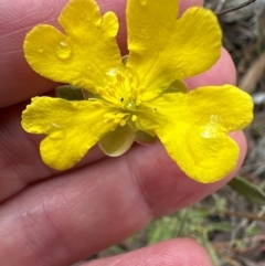 Hibbertia obtusifolia at Cook, ACT - 2 Jan 2024 10:32 AM