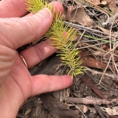 Persoonia pinifolia (Pine-leaf Geebung) at Cook, ACT - 2 Jan 2024 by lbradley