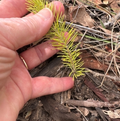 Persoonia pinifolia (Pine-leaf Geebung) at Cook, ACT - 2 Jan 2024 by lbradley