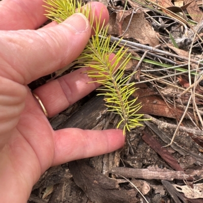 Hakea sericea at Aranda Bushland - 1 Jan 2024 by lbradley